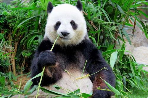 娱乐圈吃瓜熊猫,熊猫视角下的吃瓜盛宴