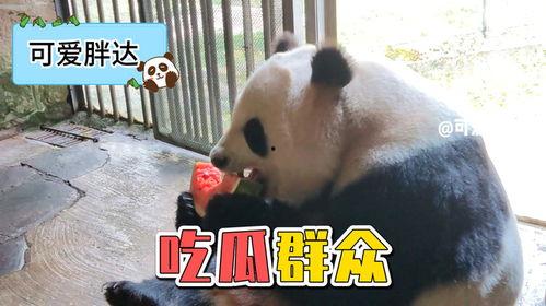 娱乐圈吃瓜熊猫,熊猫视角下的吃瓜盛宴