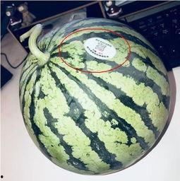 网红同款吃瓜图片头像高清,揭秘网络红人的时尚潮流