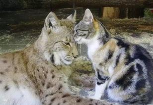 山猫大哥最新爆料,娱乐圈最新爆料大揭秘！