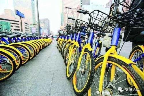 安阳自行车爆料视频曝光,揭秘城市交通新现象